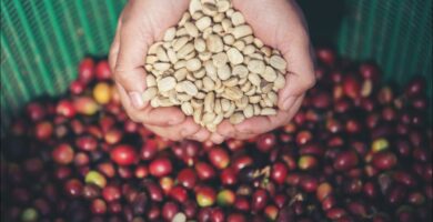 foto de granos de café verde