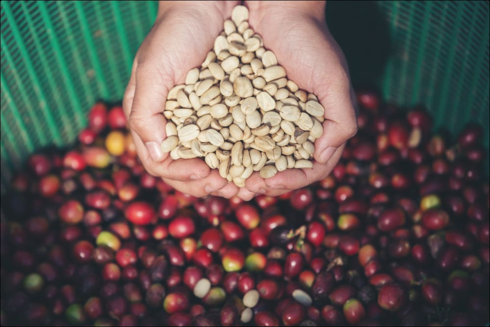 foto de granos de café verde