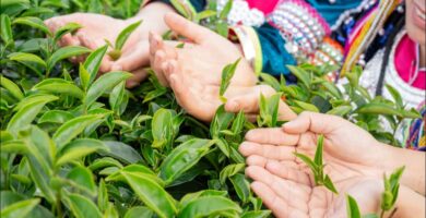 imagen de hojas del té una de las plantas para bajar azúcar