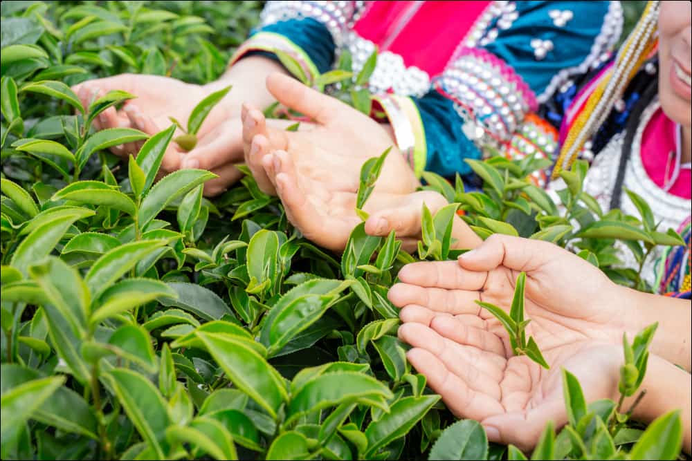 imagen de hojas del té una de las plantas para bajar azúcar